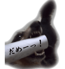 dachshund-maro sticker #13616172