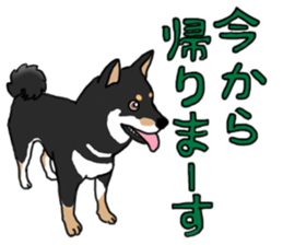 Black Miniature Shiba Inu HIME sticker #13616538