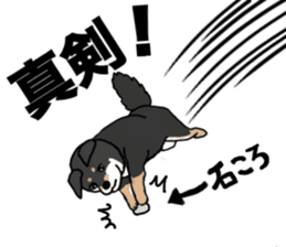 Black Miniature Shiba Inu HIME sticker #13616570
