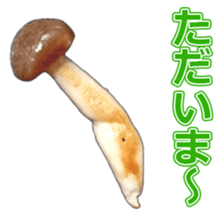 It's cute Shimeji! sticker #13619006