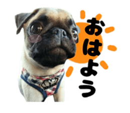 pug rapu 2 sticker #13621158