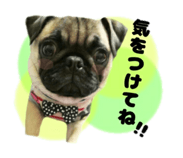 pug rapu 2 sticker #13621159