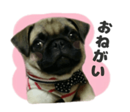 pug rapu 2 sticker #13621162