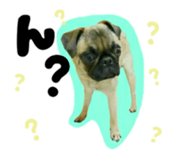 pug rapu 2 sticker #13621164