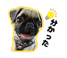 pug rapu 2 sticker #13621166