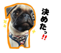 pug rapu 2 sticker #13621168