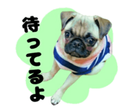 pug rapu 2 sticker #13621172