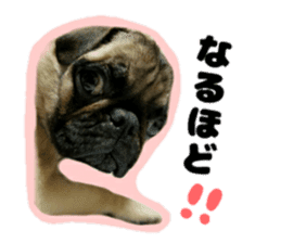 pug rapu 2 sticker #13621175