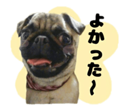 pug rapu 2 sticker #13621176