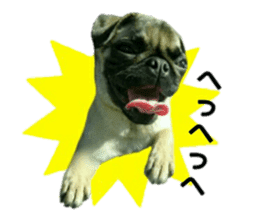 pug rapu 2 sticker #13621177