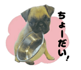 pug rapu 2 sticker #13621181