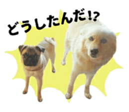pug rapu 2 sticker #13621182