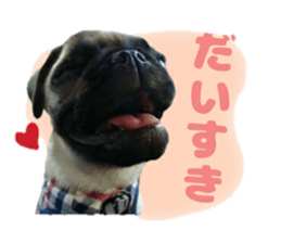 pug rapu 2 sticker #13621184