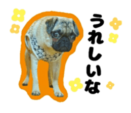 pug rapu 2 sticker #13621186