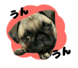 pug rapu 2 sticker #13621187