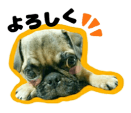 pug rapu 2 sticker #13621190