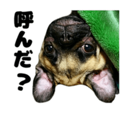 pug rapu 2 sticker #13621193