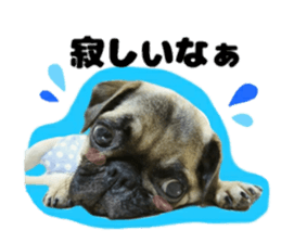 pug rapu 2 sticker #13621194