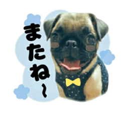 pug rapu 2 sticker #13621195