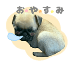 pug rapu 2 sticker #13621197