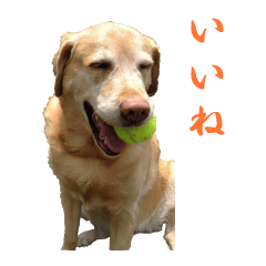 MakiCream Sticker Collection