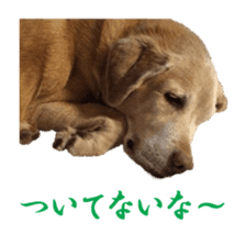 MakiCream Sticker Collection sticker #13622441