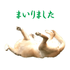 MakiCream Sticker Collection sticker #13622445