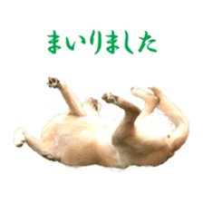 MakiCream Sticker Collection sticker #13622445