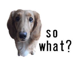 lovely doggie sticker sticker #13623263