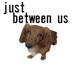 lovely doggie sticker sticker #13623265