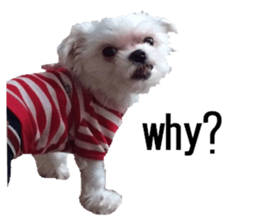 lovely doggie sticker sticker #13623269