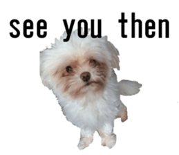 lovely doggie sticker sticker #13623271