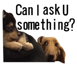 lovely doggie sticker sticker #13623282