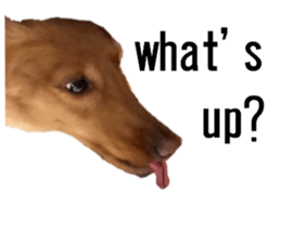 lovely doggie sticker sticker #13623283