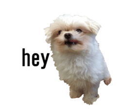 lovely doggie sticker sticker #13623296