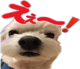 i love Maltese. sticker #13623476