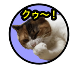 Pretty pets sticker #13626638