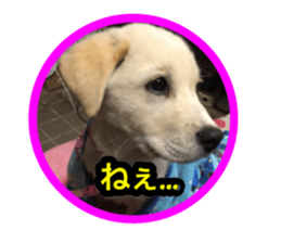 Pretty pets sticker #13626640