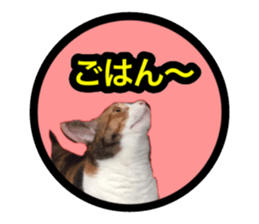 Pretty pets sticker #13626641