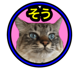 Pretty pets sticker #13626642