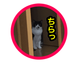 Pretty pets sticker #13626644