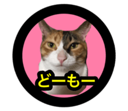 Pretty pets sticker #13626646