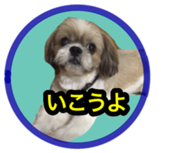 Pretty pets sticker #13626647