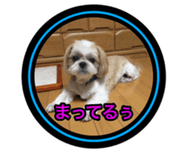 Pretty pets sticker #13626648