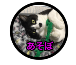 Pretty pets sticker #13626650