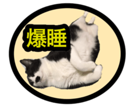 Pretty pets sticker #13626653