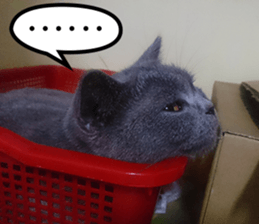 Aki's daily life sticker #13626987