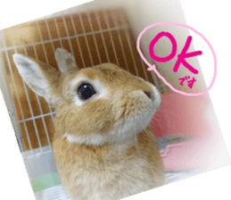 rabbit,maron sticker #13628286