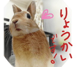 rabbit,maron sticker #13628287