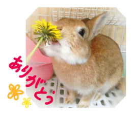 rabbit,maron sticker #13628288